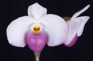 Paphiopedilum Ho Chi Minh Huntington's Cotton Candies AM/AOS 83 pts.